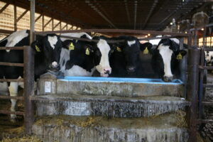 Four black and white dairy cows with yellow ear tags drink from a blue water trough inside a barn. Icicles hang from the trough, and hay is scattered on the ground.