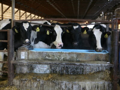 Four black and white dairy cows with yellow ear tags drink from a blue water trough inside a barn. Icicles hang from the trough, and hay is scattered on the ground.
