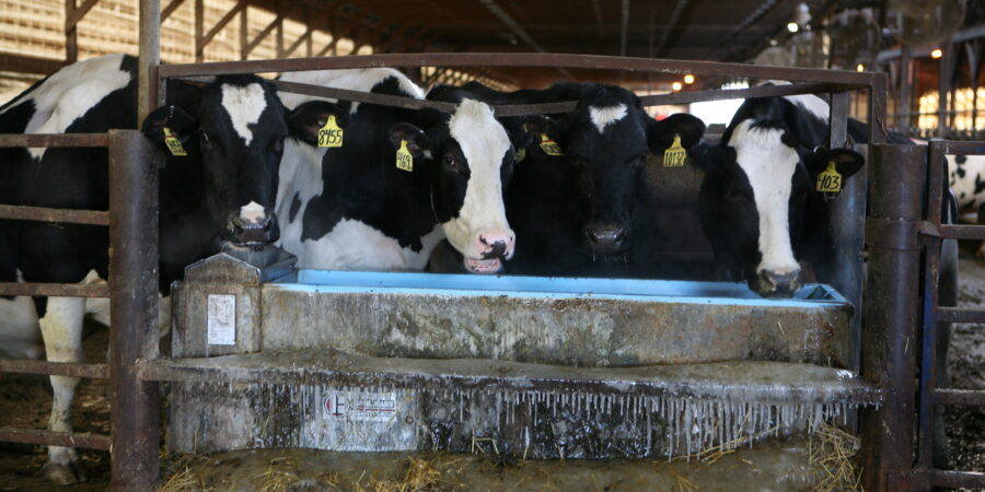 Four black and white dairy cows with yellow ear tags drink from a blue water trough inside a barn. Icicles hang from the trough, and hay is scattered on the ground.