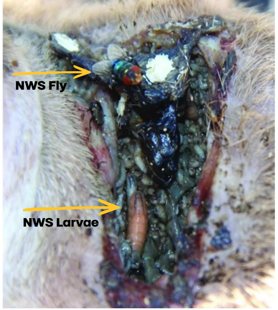 Close-up of an animal wound infested with maggots (NWS Larvae) and an adult fly (NWS Fly) present. Yellow arrows and labels point to both the fly and larvae within the wound.