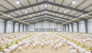 Interior of a large, modern poultry farm with many white chickens on the floor, yellow feeders, and overhead water lines beneath a metal roof with fans on the far wall.