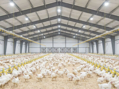 Interior of a large, modern poultry farm with many white chickens on the floor, yellow feeders, and overhead water lines beneath a metal roof with fans on the far wall.
