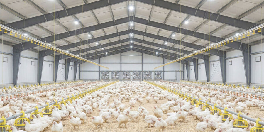 Interior of a large, modern poultry farm with many white chickens on the floor, yellow feeders, and overhead water lines beneath a metal roof with fans on the far wall.
