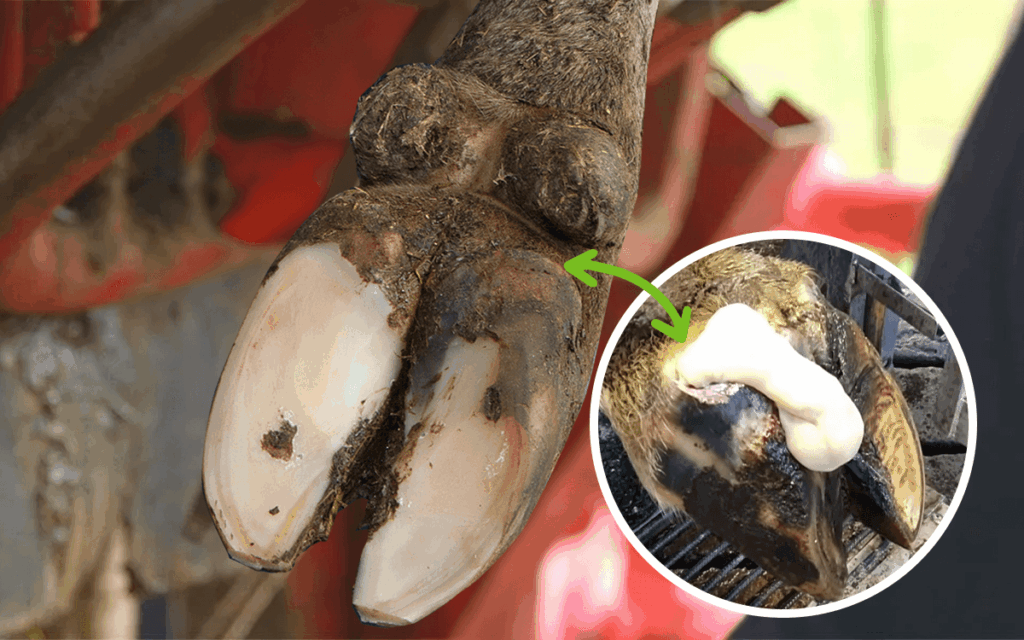A close-up of a cow’s hoof with a highlighted inset showing white puss from an Abscess