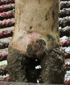 A close-up of a cow’s hoof with Digital Dermatitis/Hairy Heel Wart standing on a textured surface