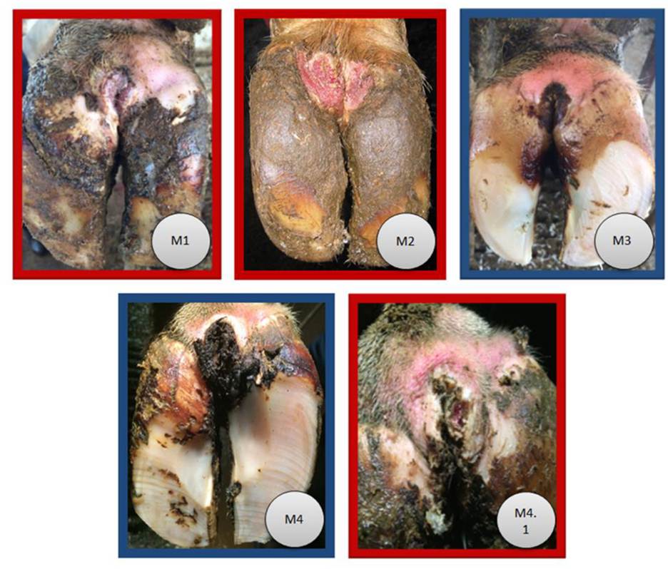 Five close-up images of cow hooves show various stages of Digital Dermatitis with different levels of swelling, lesions, and hoof damage. showing the m stage coring system