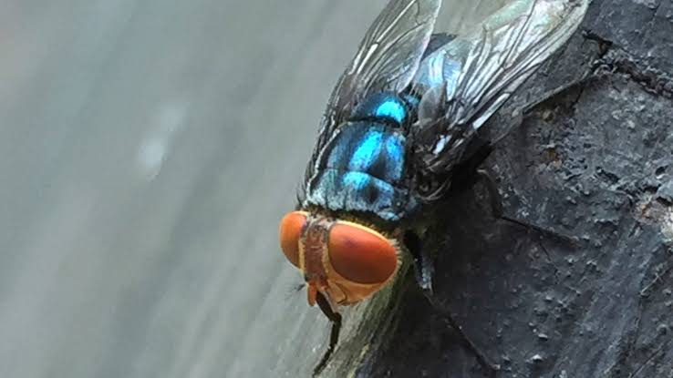 A close-up image of a new world screwworm fly with large red eyes, resting on a dark, textured surface.