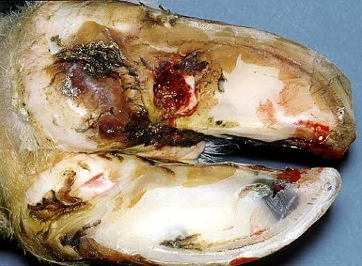 A close-up of an animal hoof with visible lesions, open sores, and hoof erosion 