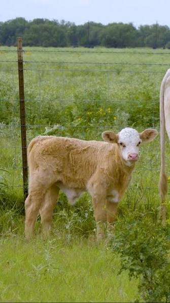 3-day old calf in Texas with navel swelling due to screwworm
Picture credit: Texas Farm Bureau. A light brown and white calf stands on grass near a wire fence in a green field, looking toward the camera.