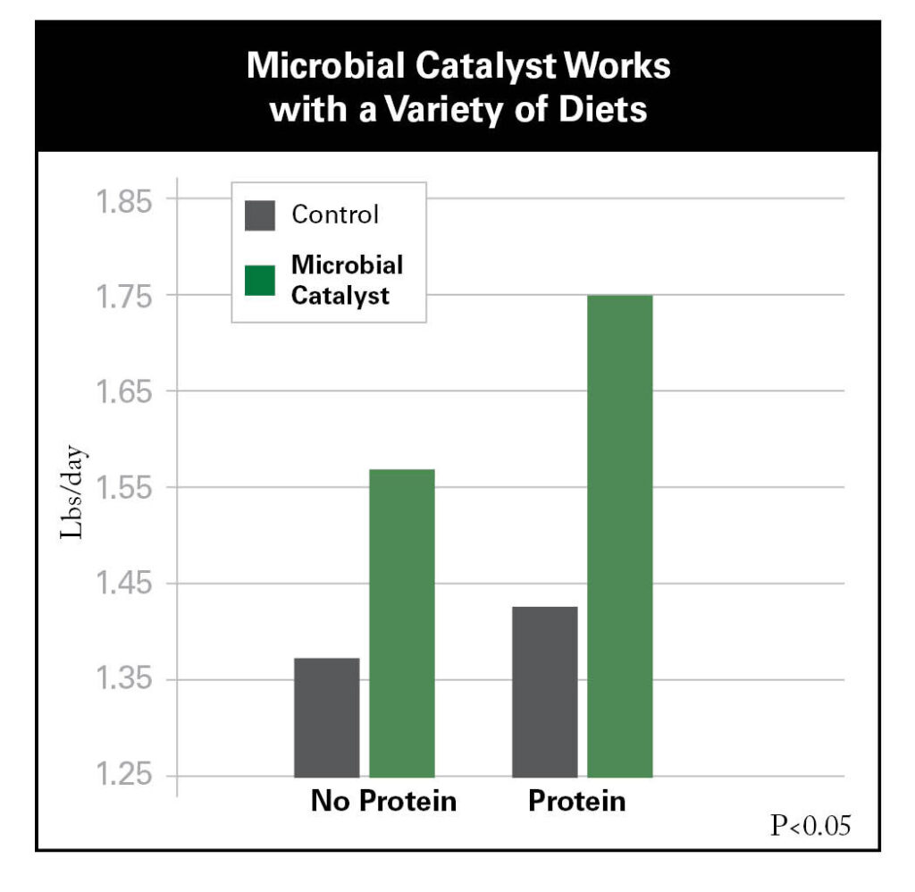 chart showing how Microbial Catalyst works with and without protein in a rumen diet