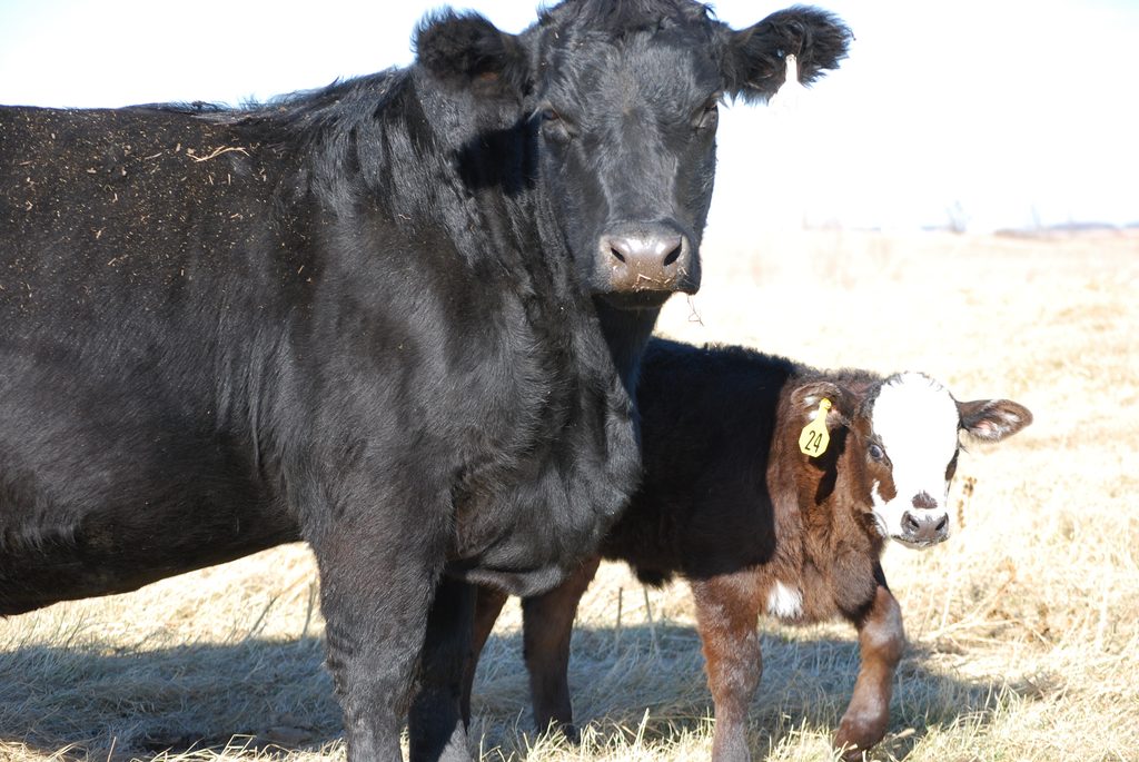 black angus cow on pasture in the fall with her calf