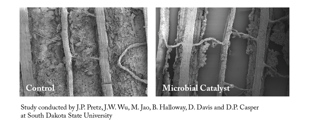 micrographs, from a SDSU study on Microbial Catlayst, show forage fiber under magnification and illustrate what "breaking down more fiber" actually looks like. On the left, the control sample’s plant cell walls are still largely intact, dense material that’s hard for rumen microbes to break into. On the right, the Microbial Catalyst sample shows that same fiber structure visibly opened and broken down.