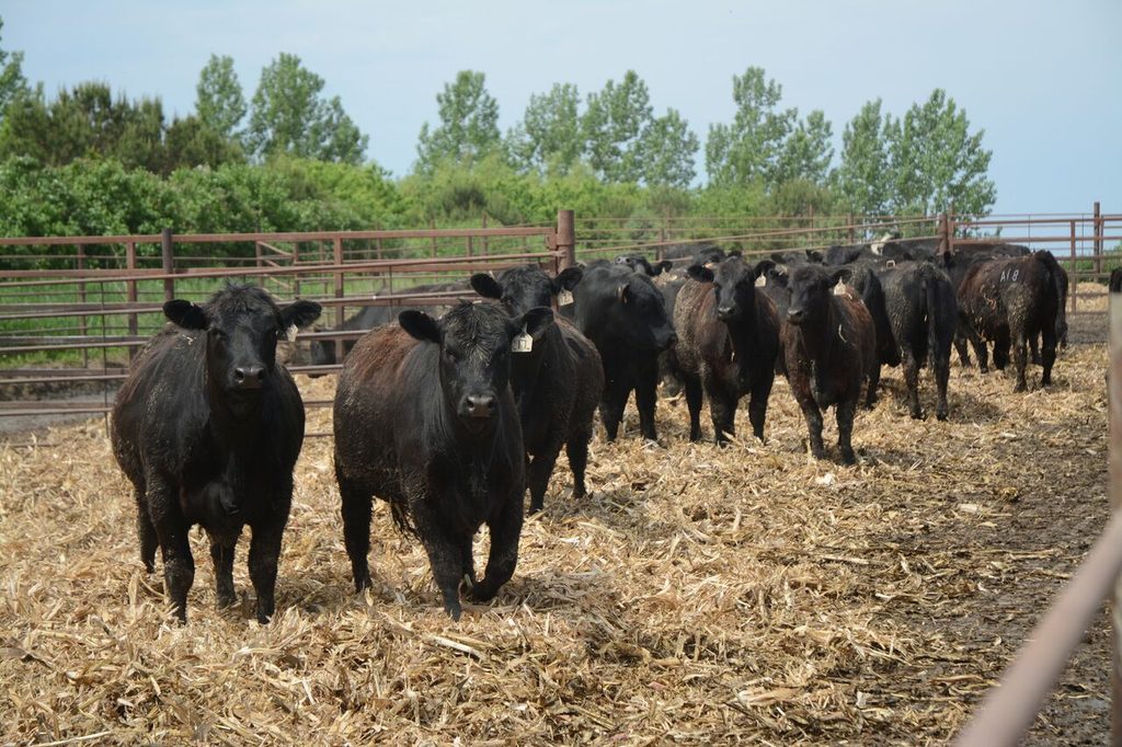 black calves in a backgrounding feedyard