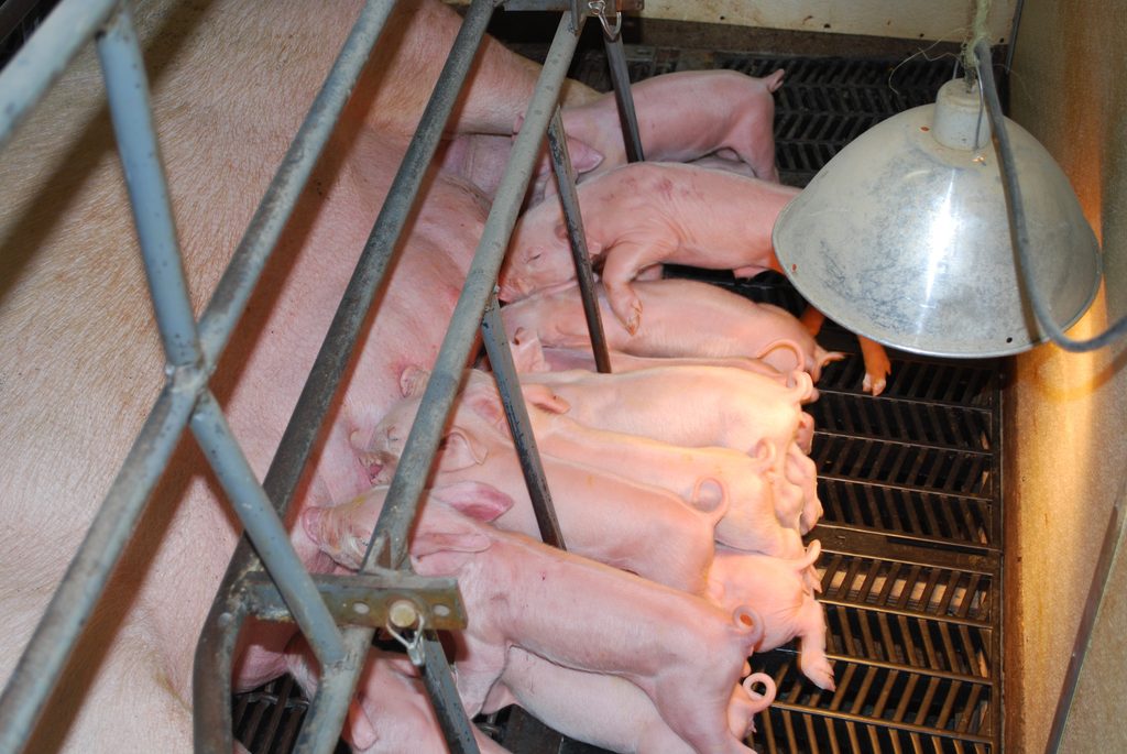 sow in farrowing crate with several newborn piglets nursing