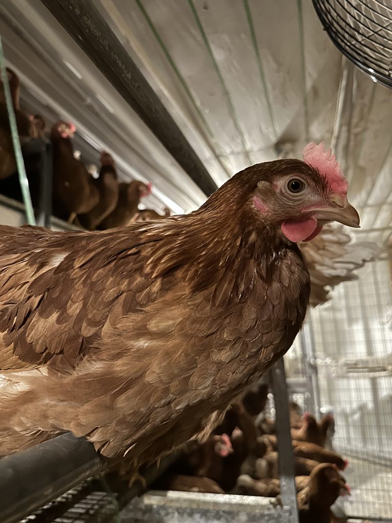 chicken in a poultry house