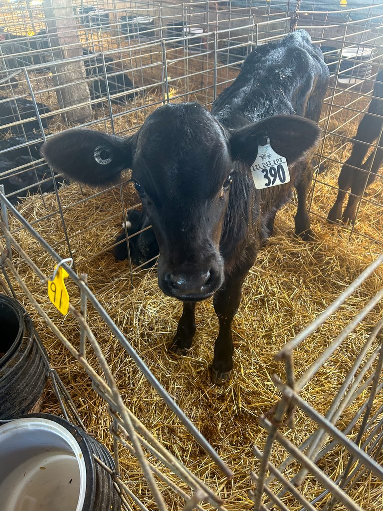 newborn, black dairy cross calf in a pen standing on straw in a calf barn